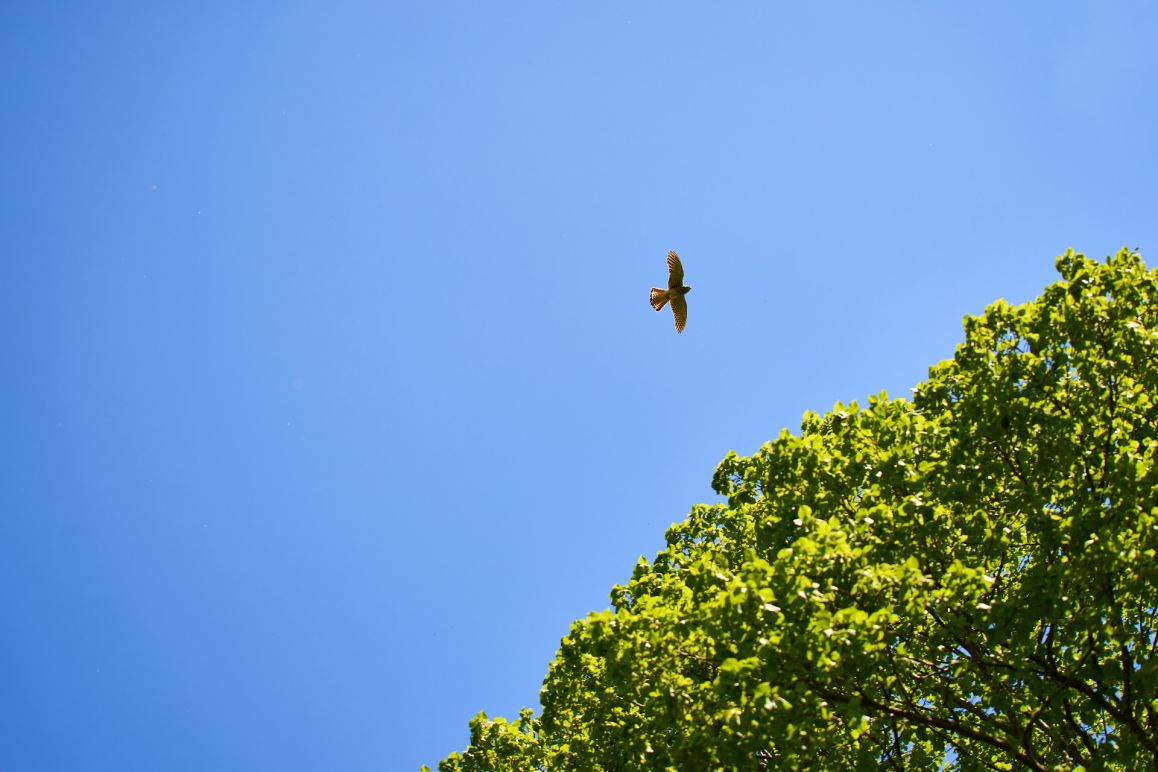 Turmfalken im Mai 2020 von Lina Loos